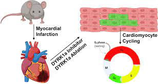 Inhibition of DYRK1a Enhances Cardiomyocyte Cycling After Myocardial  Infarction | Circulation Research
