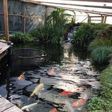 If the water isn't fresh or spring water, use a dechlorinator, a carbon charcoal filter, or a water conditioner to remove the chlorine. Koi Fish And Extreme Weather Next Day Koi