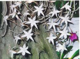 Image result for Aerangis appendiculata