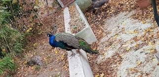 Zoo Vivarium Darmstadt Zoo Vivarium Darmstadt Yorumlari Tripadvisor