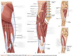 Human muscle system, the muscles of the human body that work the skeletal system, that are under. Leg Muscle Diagram Unlabeled Unlabeled Muscular System Diagram Unlabeled Muscular Detailed Anterior Lateral And Posterior Views Men Sports Fitness Training