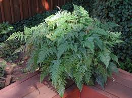 Image result for Davalliaceae