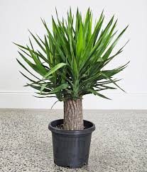 Image result for Yucca gigantea