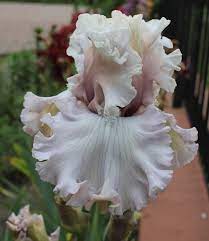 Eleganza Tb Iris Garden Bearded Iris White Iris
