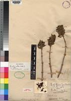 Image result for Dissotis melleri