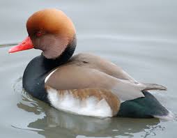 Brown Bird With Red Cheeks Red Crested Pochard Netta Rufina Google Search Duck Breeds Duck In Water Pet Ducks