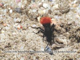 Red Velvet Ants Cow Killer Ants Stinging Ant Profile