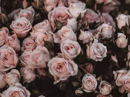 Boquette flowers, beautiful bouquet of flowers, luxury flowers, spring aesthetic, images esthétiques. Roses Bouquet Flowers Light Pink Romance Background Toppng