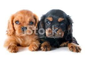 Yavru Kopek Cavalier King Charles Stok Fotograflari Freeimages Com