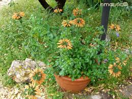 Image result for Leonotis myrothamnifolia