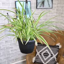 Image result for Chlorophytum pauper