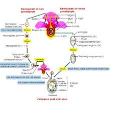 The female reproductive system includes the ovaries, fallopian tubes, uterus, vagina, vulva, mammary glands and breasts. Structure Of Reproductive Organs And The Sequence Of Events Involved In Download Scientific Diagram