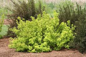 Check spelling or type a new query. Festivus Gold Ninebark Physocarpus Opulifolius Proven Winners