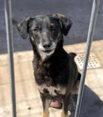 Acesta va fi inregistrat, semnat si stampilat de catre un medic veterinar si de un reprezentant al. Dogs Of Constanta Posts Facebook