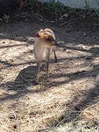 Exotic pets are largely considered to be hard to care for, but some are. Muntjac Deer For Sale