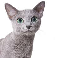 Hvilken av disse skuespillerne har spilt hovedrollen i filmen catwoman? 19 Katter Som Koster En Formue Viivilla