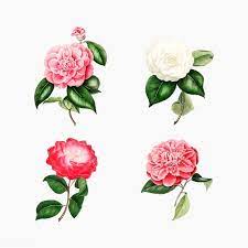 Download Premium Vector Of Vintage Set Of Pink Camellia Flowers Vector Flower Illustration Vintage Flowers Flower Painting