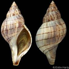 Image result for Hunteria