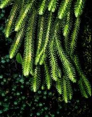 Image result for Huperzia afromontana