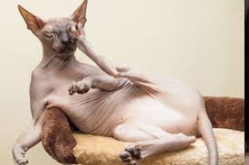 welche katzenrasse ist fur allergiker geeignet th magazin