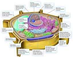 Plant Cell Structure Plant Cells Lack Lysosomes Sel Tumbuhan Sel Hewan Model Sel