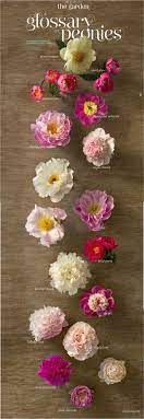 Peonies 101 Martha Stewart Home Garden Pretty Flowers Beautiful Flowers My Flower