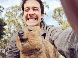 Chris Demarais Quokka Selfie Quokka Happy Animals Cute Animals