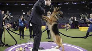 Look at pictures of german shepherd dog puppies in wisconsin looking for a german shepherd dog puppy or dog in wisconsin? German Shepherd From Edgerton Wins Best In Show At Westminster Dog Show Television Madison Com
