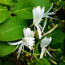 Handmade rugs in timeless patterns & colours drawn from the nordic light and landscape. Honeysuckle Smells Heavenly G Momma S Fences Were Covered In It Garden Angels Moon Garden Trees Shrubs