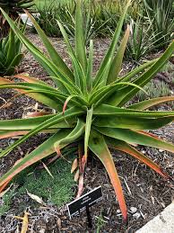 Image result for Aloe bukobana