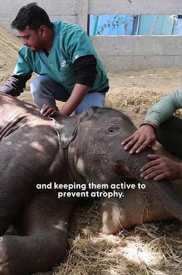 Baby Elephant Hit By A Train Takes Her First Steps | The Dodo