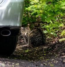 Cat traps to humanely remove feral, stray, and neighborhood cats safely. Tnr Tree House Humane Society