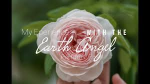 Anak pokok bunga ros merah tahan lasak tahan panas dah berbunga rose live plants flower potted plant pokok hiasan cantik. Parfuma Tanaman Mawar Tumbuh Satu Cabang Panjang