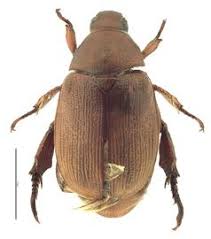 Image result for Alinula sp.