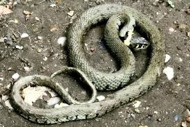 Ilmuwan mimpi menyatakan buaya yang muncul di dalam mimpi adalah simbolik kepada orang yang berkuasa, atau seorang pencuri ataupun melambangkan peniaga yang tidak jujur. Warga Emas Nyaris Ditimpa Ular Jatuh Dari Langit Tak Anggap Mimpi Ngeri Dunia Mstar