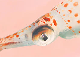 Image result for Glossostelma brevilobum