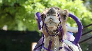 Some camping is allowed in green mountain club shelters and alternatives until then: Zoo Knoxville Saddened By Death Of Beloved Camel Abba City Of Knoxville