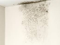 You Should Expect To Find Mold Occasionally In Wet Spots Like The Kitchen And Bathroom But When You See It Someplace It Wall Molding Mold In Bathroom Basement