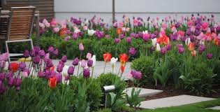 .see also universitaetssammlungen.de/modelle for more information on the models tulipa gesneriana001. Die 14 Besten Ideen Zu Tulpen Garten Tulpen Garten Traumgarten Garten