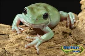 Many divisions of a the neobatrachia contribute to different types of tree frogs, although no you can even sprinkle some powdered nutritional supplement on dietary prey to enhance the nutrition in their diet. Whites Tree Frog Sheet Reptiles By Mack