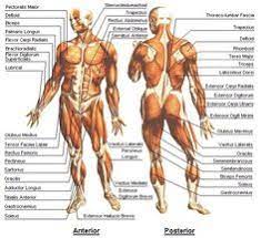 This is a table of skeletal muscles of the human anatomy. 57 Names Of Muscles Ideas Muscle Anatomy Anatomy And Physiology Human Anatomy