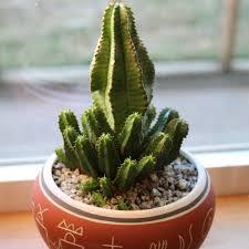Image result for Euphorbia