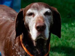 We did not find results for: Holistic Pet Care Petfinder
