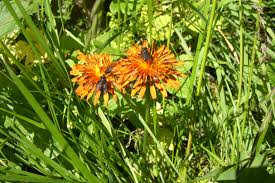 Image result for Crepis newii