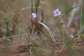 Image result for Volusia resupinata