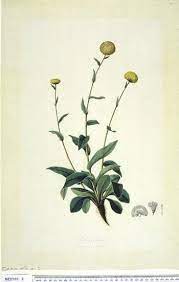 Craspedia Uniflora Flower Drawing Botanical Drawings Botanical Illustration