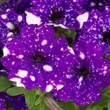 404 Not Found 1 Petunia Flower Night Sky Petunia Petunias