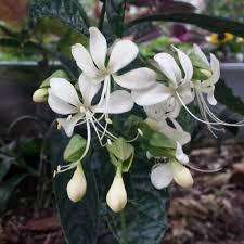 Image result for Clerodendrum silvanum