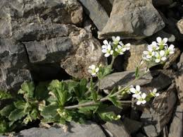 Image result for Arabis alpina