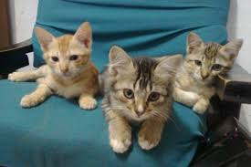 We did not find results for: 17 Cara Merawat Kucing Kampung Agar Bagus Sehat Kucingklik Com